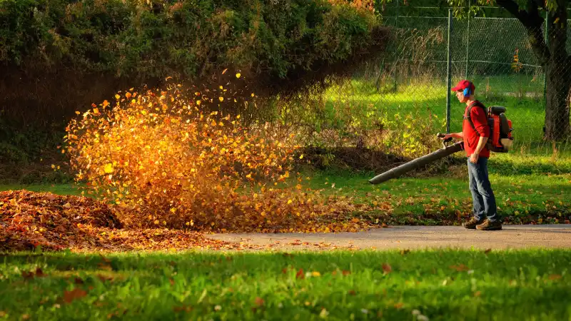 How To Clean A Backyard in Wilmington, NC 