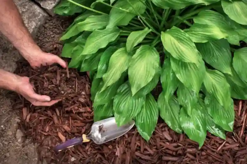 Reliable Mulching Service in Wilmington, NC 