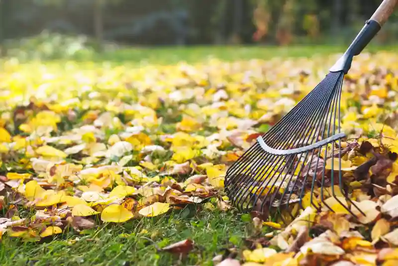 Outstanding Yard cleanup Service in Wilmington, NC 